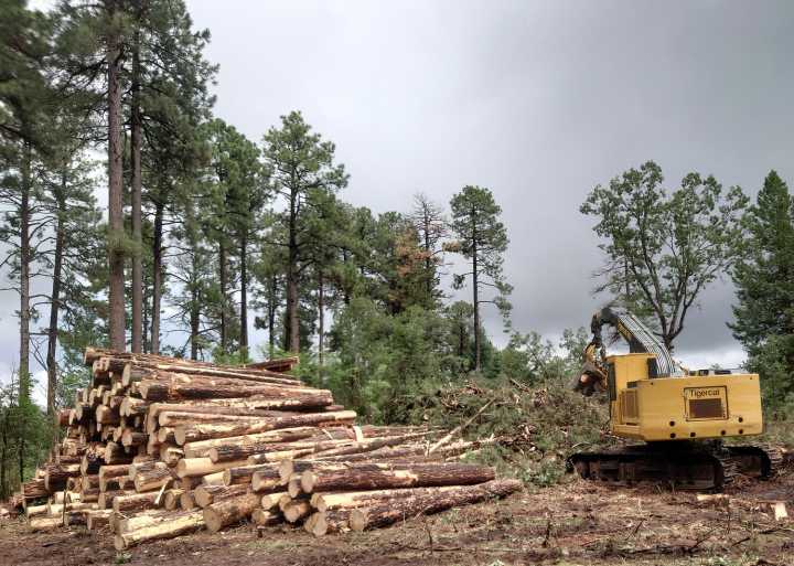 SRP works with Arizona on forest-thinning projects