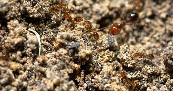 Odds and Ends: Invasive species and others on the move across the U.S.