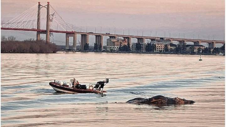 Hallazgo inusual en el río Paraná: apareció flotando una ballena muerta
