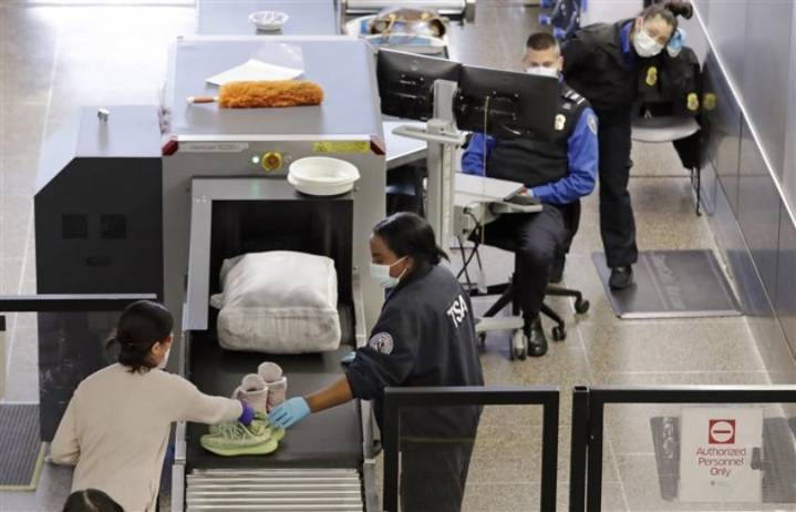 Insólito intento de contrabando en Miami: mujer intentó pasar dos tortugas escondidas en su sostén en el aeropuerto