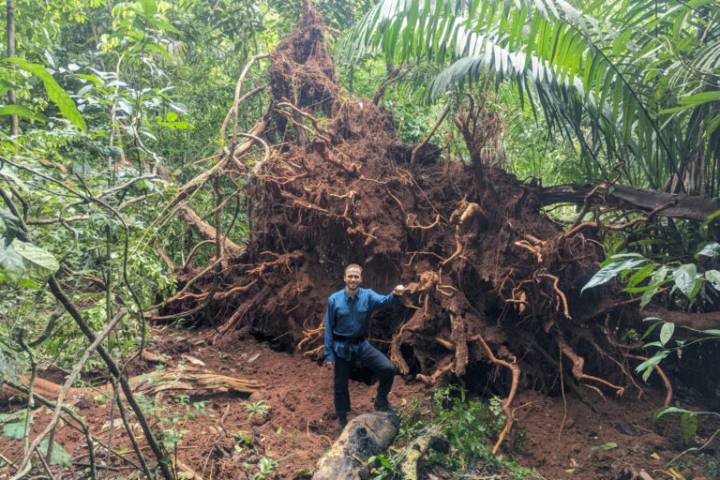 Global warming is altering storms lightning, impacting tropical forests