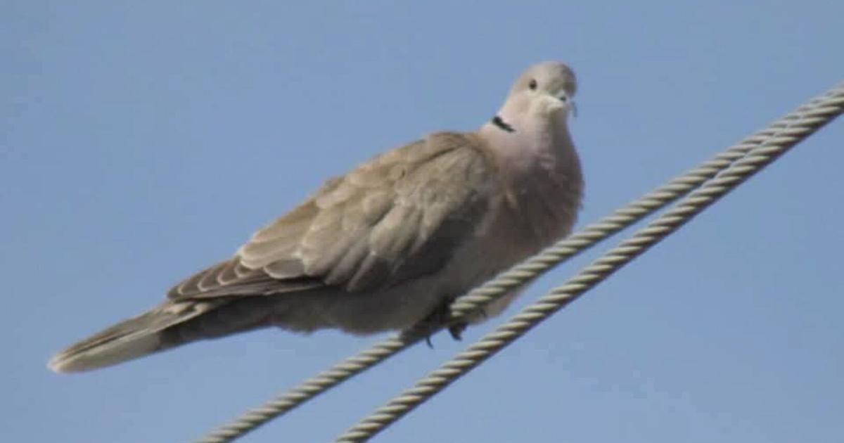 WGFD shares test results of deceased doves from Rock Springs