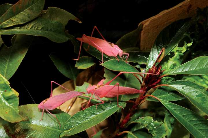 Insider tips for visiting Louisiana's Audubon Aquarium and Insectarium