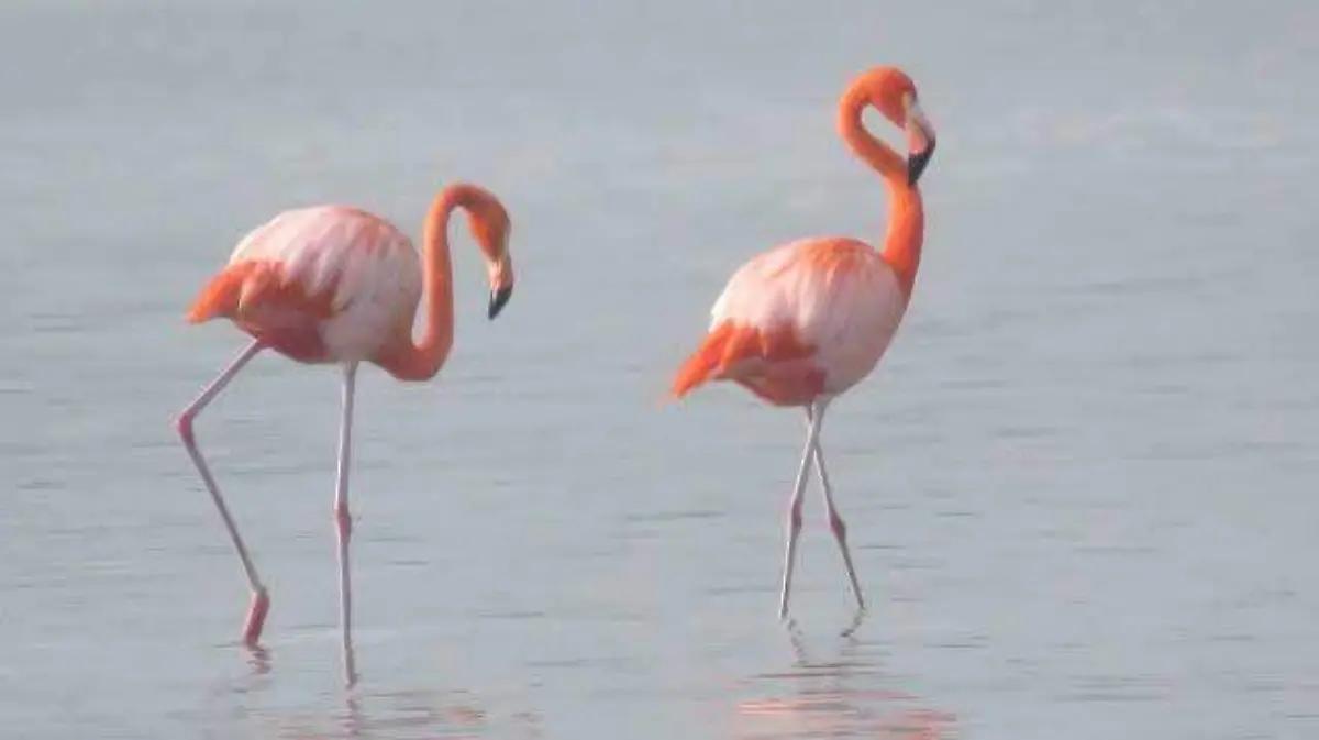 Captan a flamencos en humedal de Altamira: ¿cuándo llegaron “las aves de rosa”?