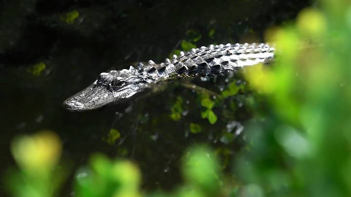 Mujer sobrevivió al ataque de un caimán que la arrastró bajo el agua en Florida
