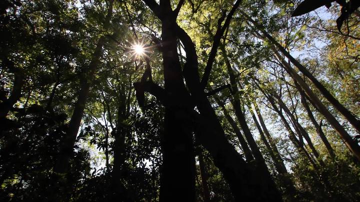 Pérdida de hábitat, cambio climático y contaminación lumínica afectan a población de luciérnagas