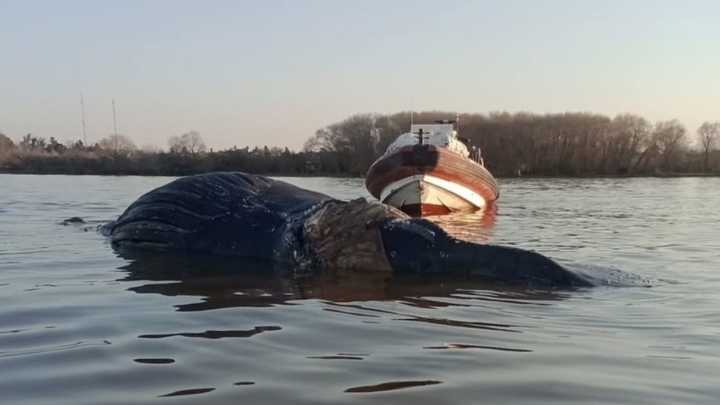 Encontraron otra ballena varada, esta vez en el Paraná: por qué se desvían hacia los ríos