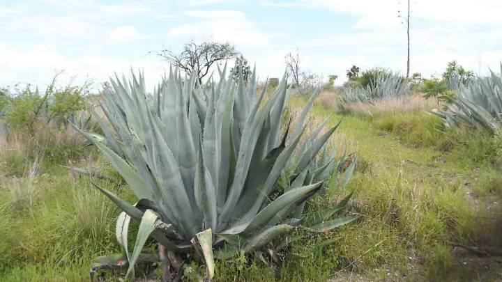Ofrece agave nueva alternativa de energía limpia