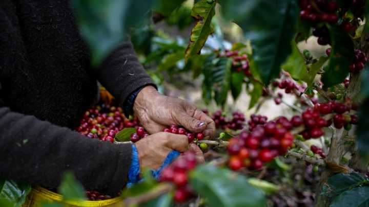 Climate change has sent coffee prices soaring. Tariffs will send them higher.