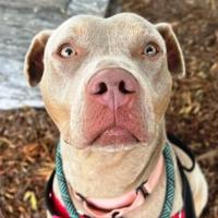 CAPA Pet of the Week: Stella