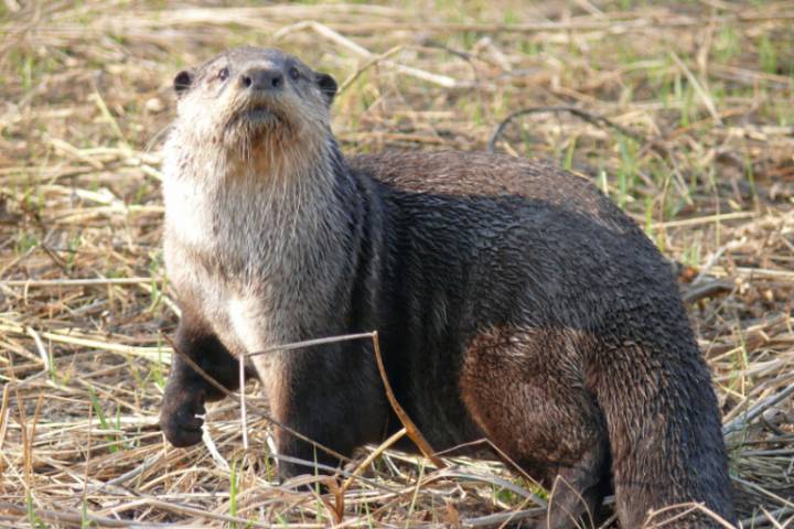First record of Cape clawless otter preying on African penguins: Study
