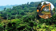 Amazonas perjudicado: Congreso de Brasil aprueba ley que reduce licencias ambientales