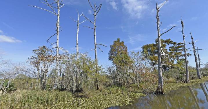 New battle over Lake Maurepas carbon capture plan ahead. This banned activity could play a role.