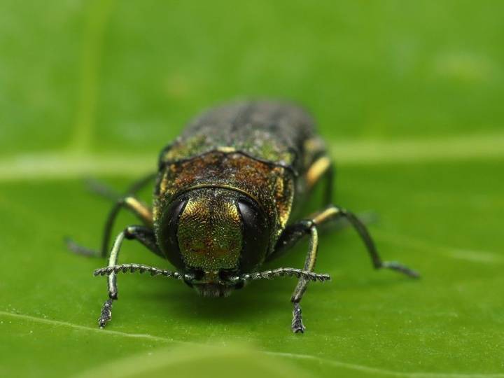 How a tree-killing beetle chose wrong human to fly into, revealing presence in B.C.
