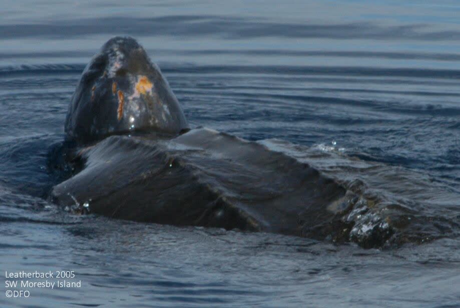 Rare leatherback sea turtle spotted off B.C. coast