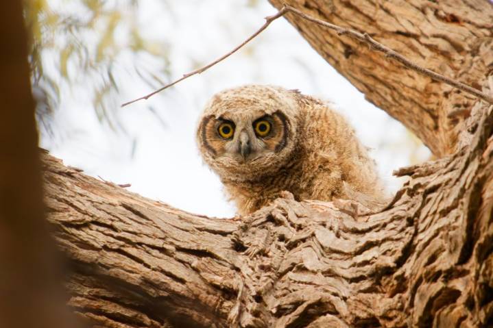 Los Gatos teenagers use photos, website to track wildlife and educate public