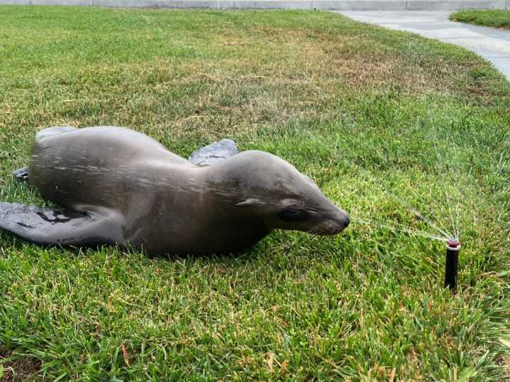 Rescuers corral ailing sea lion in Marin County neighborhood