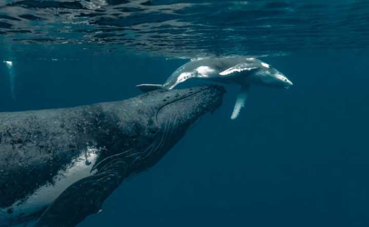 MinAmbiente pide redoblar esfuerzos para proteger ballenas y delfines