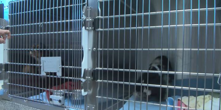 Animal cruelty suspect facing 23 new charges in Lauderdale County