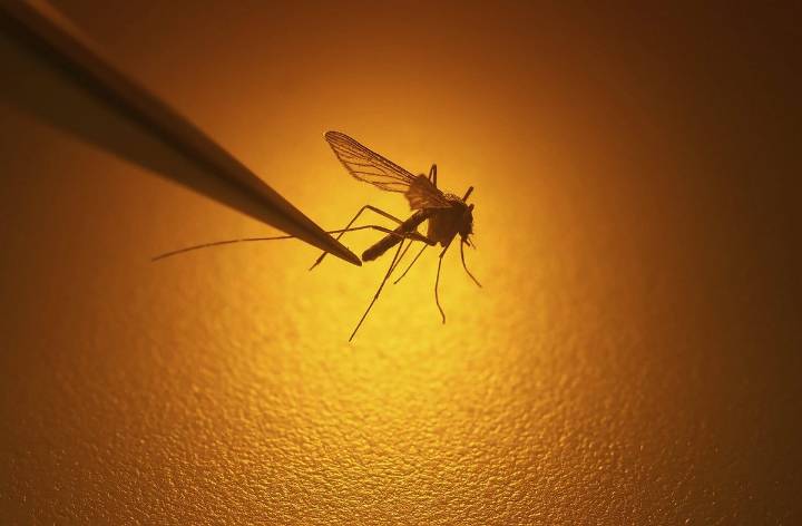 Toronto Public Health reports its 1st human case of West Nile virus this year