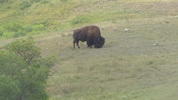 GPS ear tags help track bison at Sask.'s Buffalo Pound Provincial Park