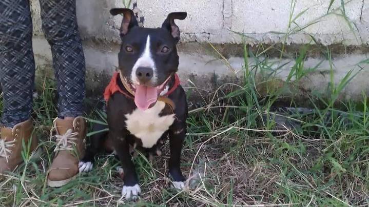 Yo soy tu voz, A.C. organiza pasarela de mascotas y zumbatón; requisitos para participar