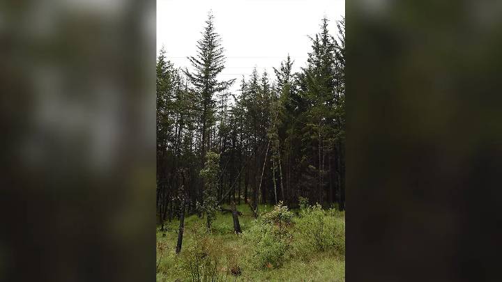 Promueven protección de árboles urbanos desde la Secretaría de Medio Ambiente