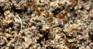 Odds and Ends: Invasive species and others on the move across the U.S.