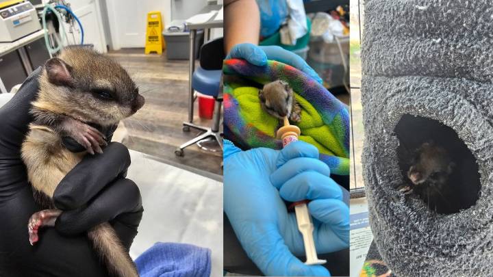 Rare, orphaned flying squirrel rescued, is being cared for by Think Wild in Bend