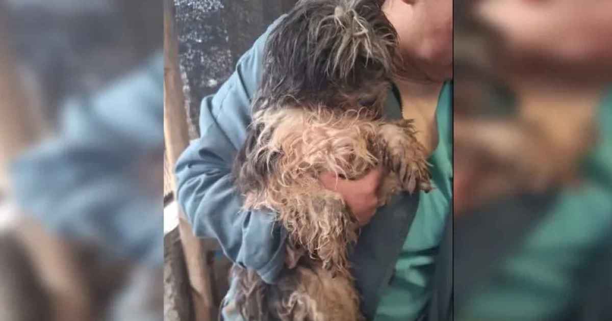 Rescataron perros maltratados en Cipolletti: ahora buscan hogar y donaciones para curarlos