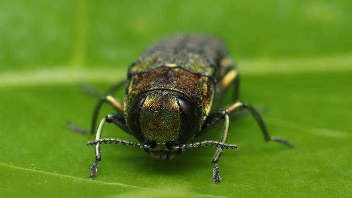 How a tree-killing beetle chose wrong human to fly into, revealing presence in B.C.
