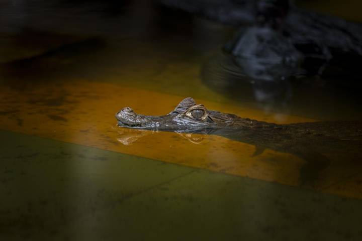 Perupetro detrás de propuesta que amenaza a áreas naturales protegidas