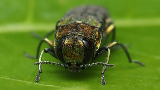 This tree-killing beetle revealed its presence in B.C. when it flew into the wrong person
