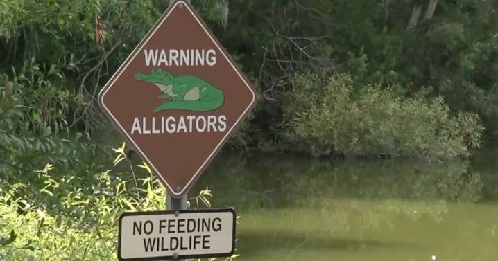 Alligator bites woman in Martin County — what may have triggered the attack