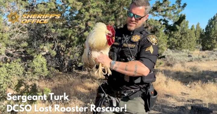 Runaway rooster rescued: Deschutes County sheriff’s sergeant goes beak