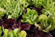 Free resources & ideas for enhancing your Florida yard