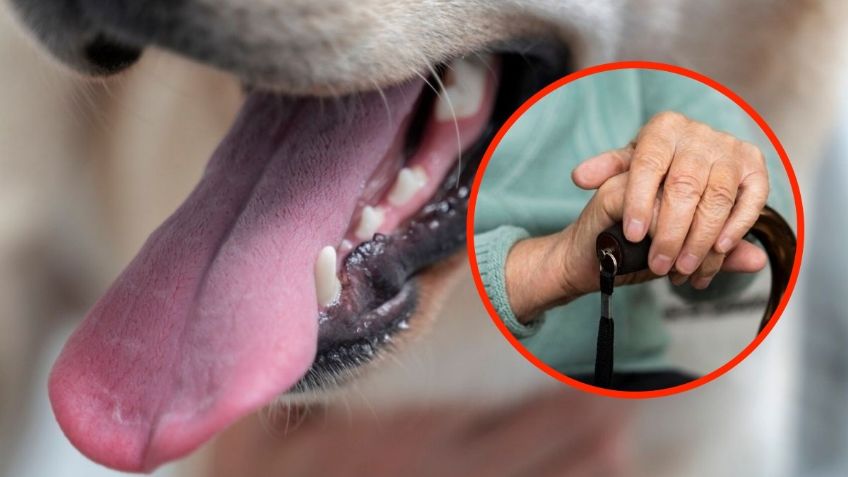 Lamida letal: abuelita muere por bacteria transmitida por el perro de su nieta
