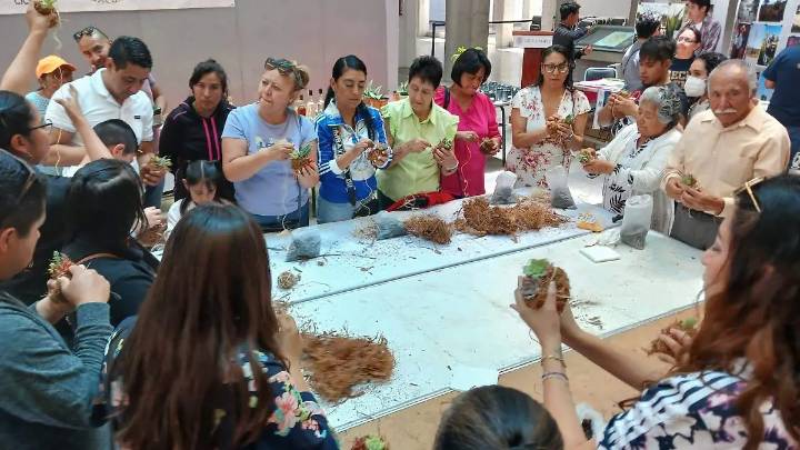 Combinarán los saberes y la naturaleza en el Festival de Suculentas de la UATx