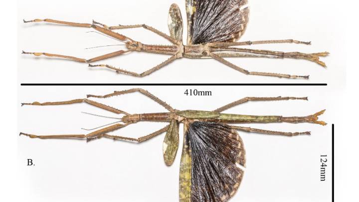 Horrifyingly Huge New Stick Insect Discovered Exactly Where You Think