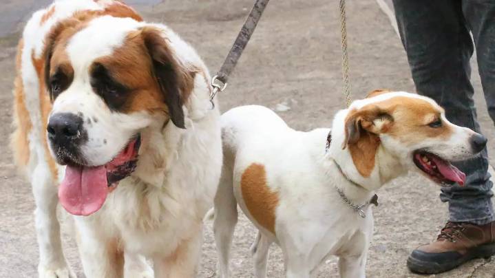 Abandono y maltrato animal van al alza; “nadie ayuda”, señala activista