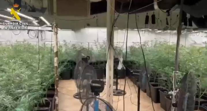 Dos detenidos en un pueblo de Toledo por un cultivo 'indoor' de más de 300 plantas de marihuana