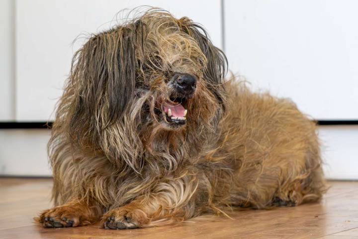 Missouri Animal Cruelty Team Saves Over 200 Dogs from One House