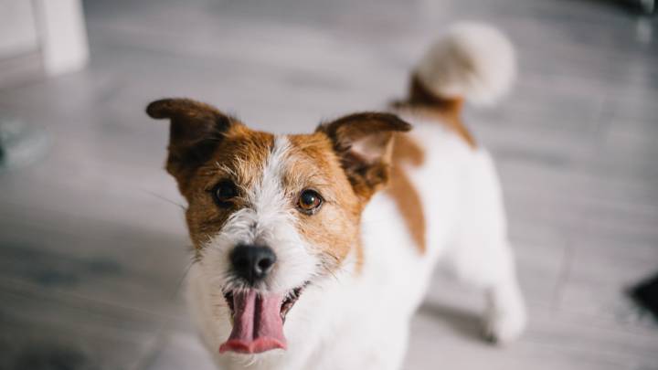 Brit woman, 83, dies after being LICKED by her granddaughter's dog