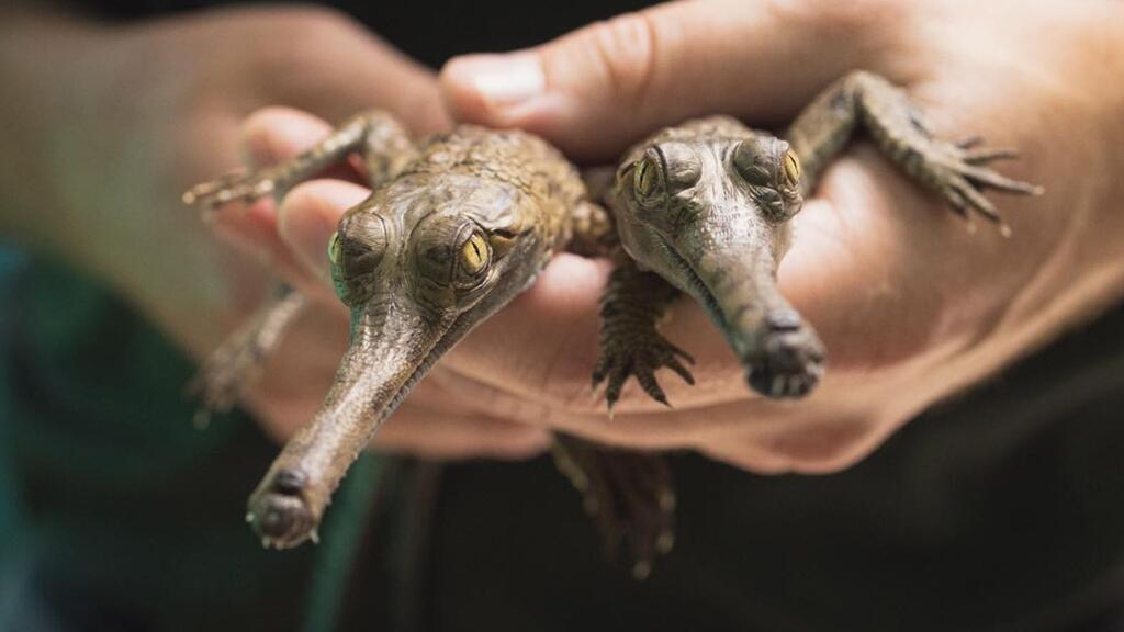 ¿Cocodrilos con nariz de trompeta? Solo en el norte de Texas y están haciendo historia
