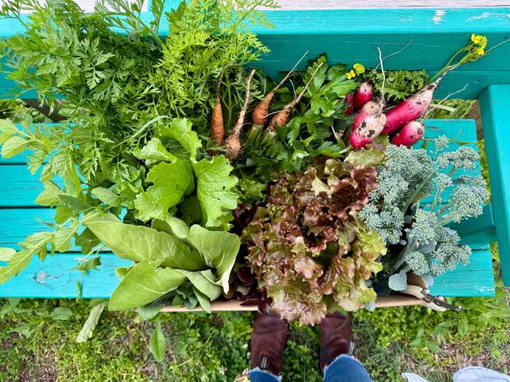 Philly community gardens provide vital green spaces amid a hot, trash