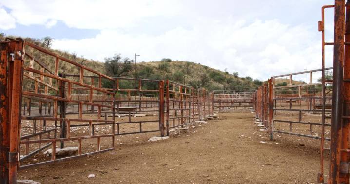 Livestock port closure disrupts cross