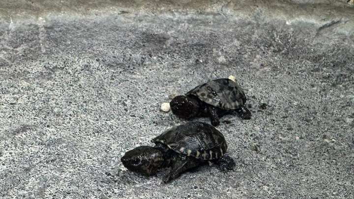 ¡Crece la familia! UMA Citlaltépetl reporta el nacimiento de dos Tortuga “Tres Lomos” en Orizaba [Fotos]