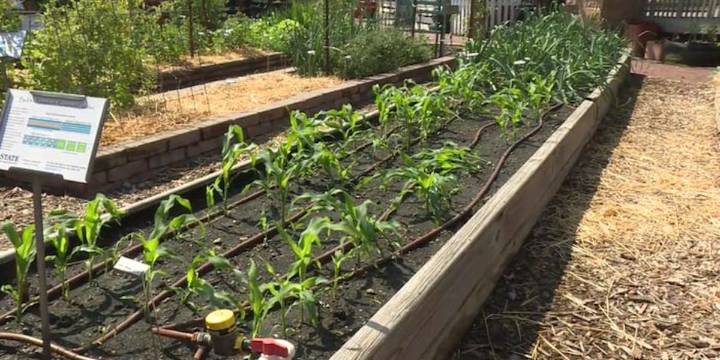 Plant a Row for the Hungry entering final month for donations
