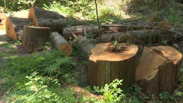 Vancouver Park Board staff seeks approval to advance Stanley Park tree removal