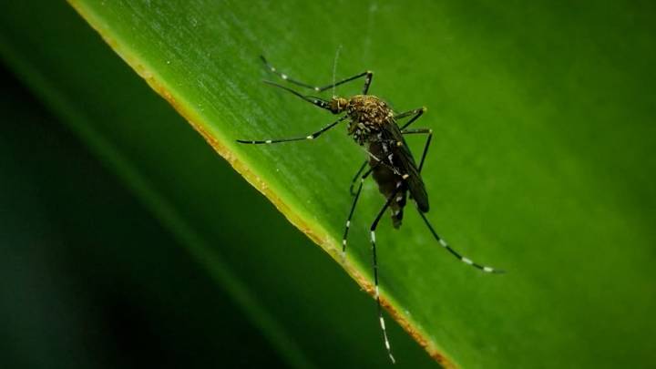 Mosquitos in New Bedford and Norton test positive for West Nile virus
